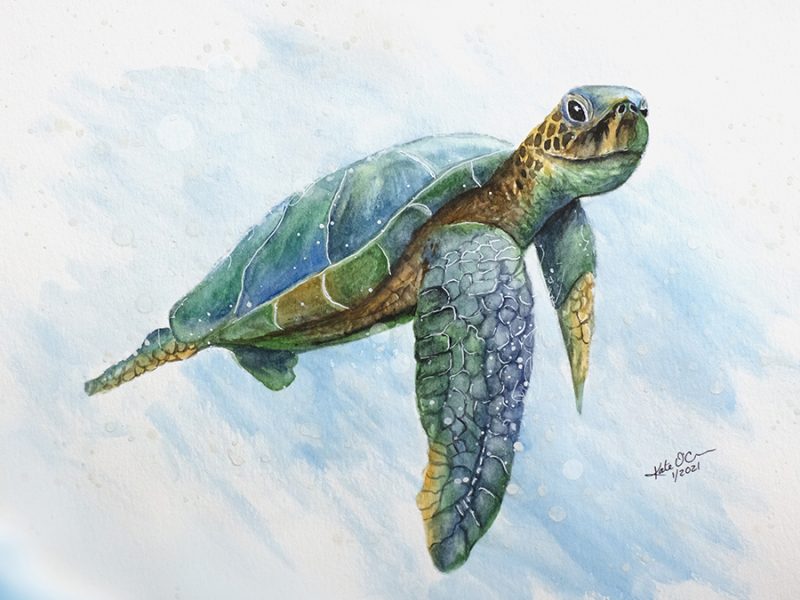 Timmy the Sea Turtle